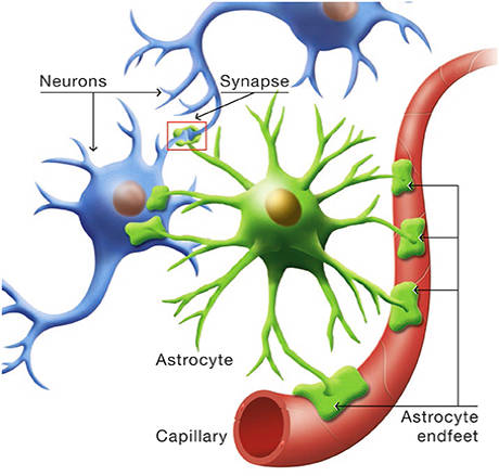 Astrocytes, neurons and capillaries